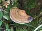 Rózsaszínes egyrétűtapló (Daedaleopsis confragosa), Somogy